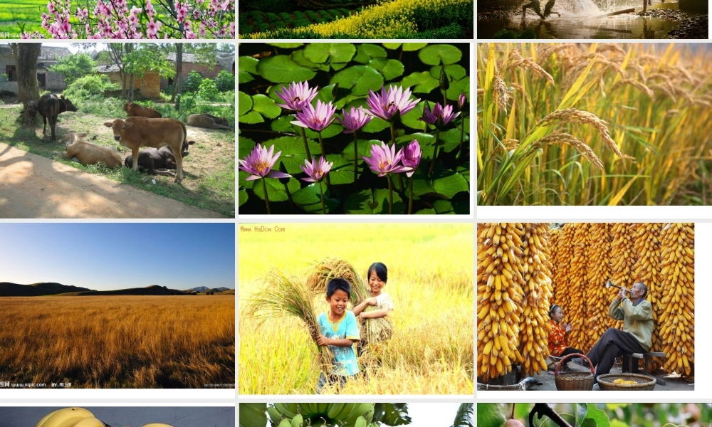 四年级下册第六单元作文（猪猪喜羊羊）.ppt