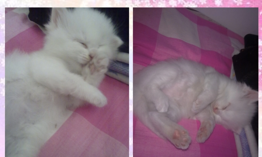 四年级作文_我喜欢的动物（猪猪喜羊羊）.ppt