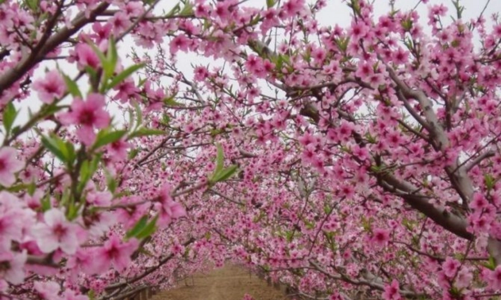 小六年级下_第五单元想象封面作文（猪猪喜羊羊）.ppt