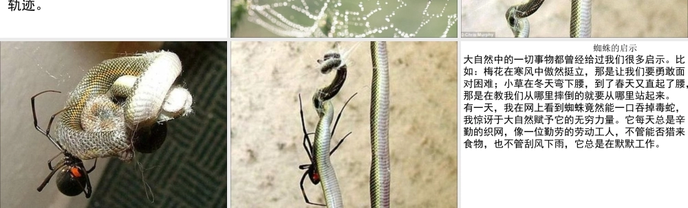 小学四年级作文大自然的启示（猪猪喜羊羊）.ppt