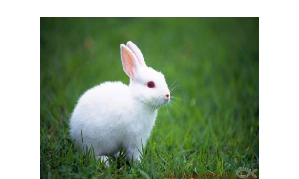 一年级动物作文（猪猪喜羊羊）.ppt