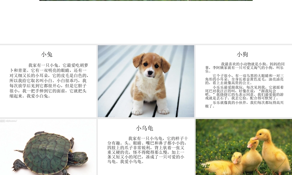 一年级动物作文（猪猪喜羊羊）.ppt