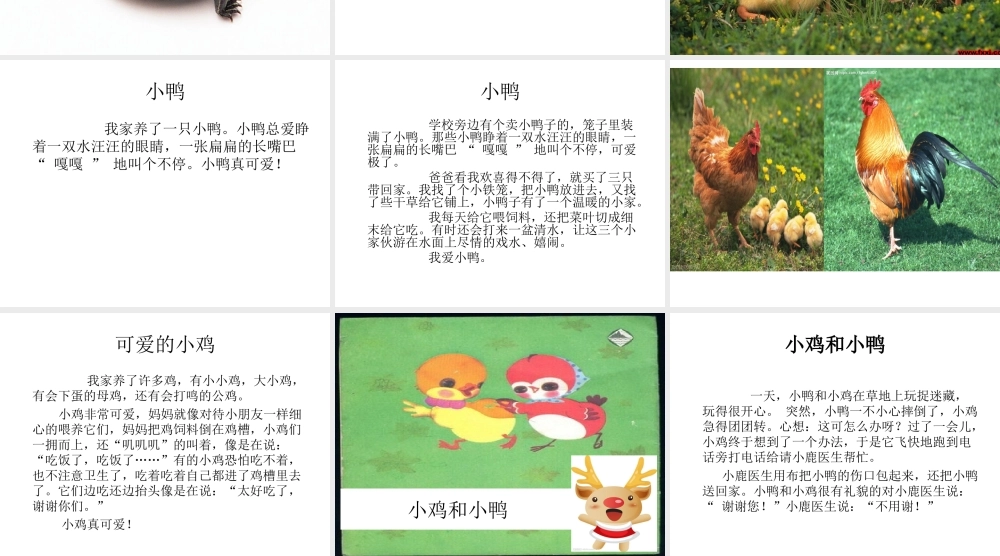 一年级动物作文（猪猪喜羊羊）.ppt