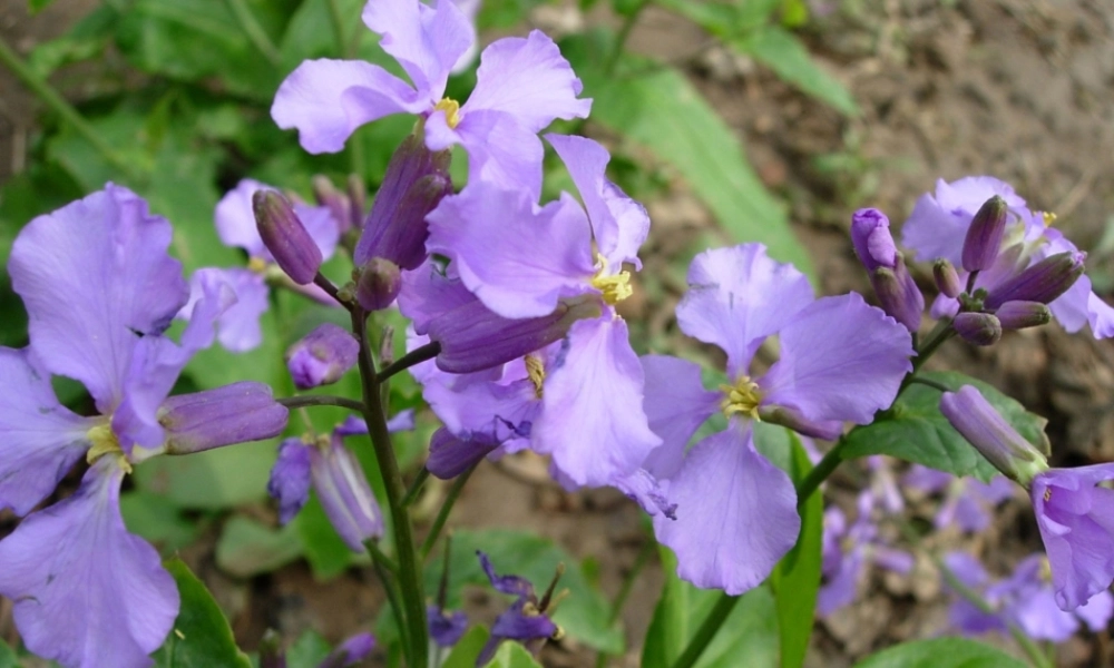 一年级作文阅读指导课件第二课（猪猪喜羊羊）.ppt