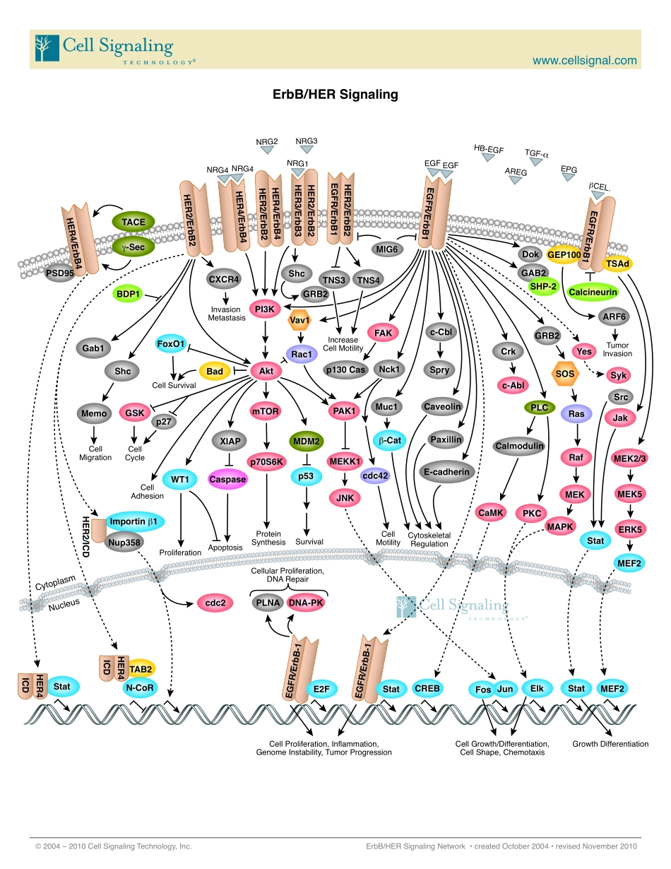 ErbB_HER.pdf_第1页
