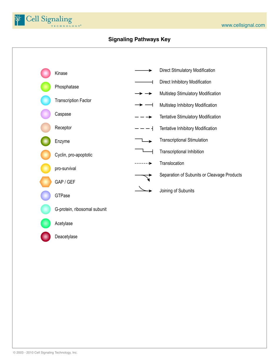 TGF_beta.pdf_第2页