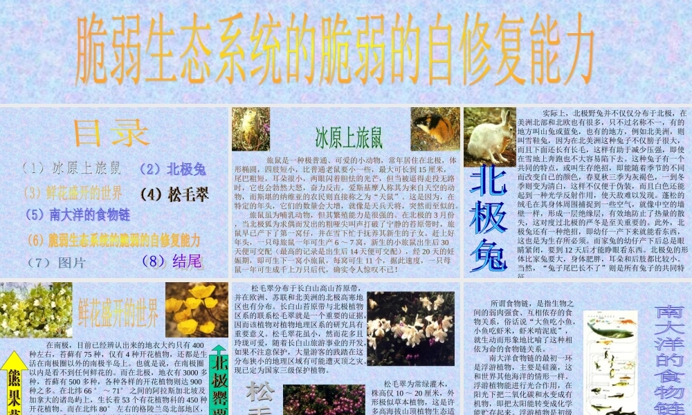 苔原的生态系统uufuo.ppt
