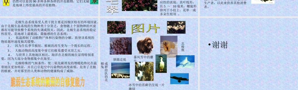 苔原的生态系统uufuo.ppt