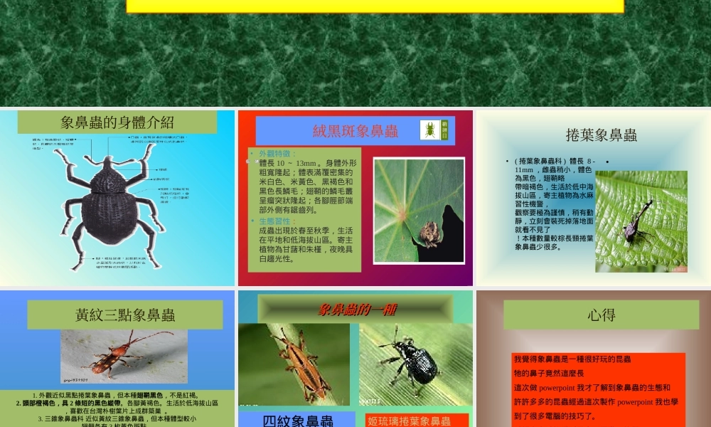 象鼻虫的生态fmqvt.ppt