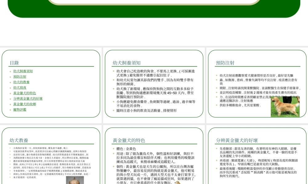 可愛的黃金獵犬.ppt