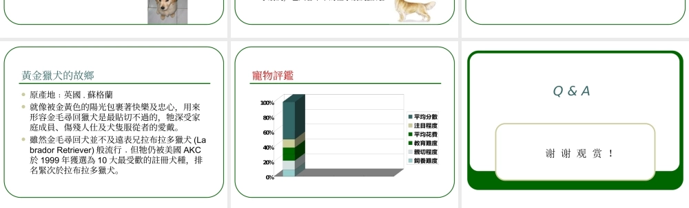 可愛的黃金獵犬.ppt