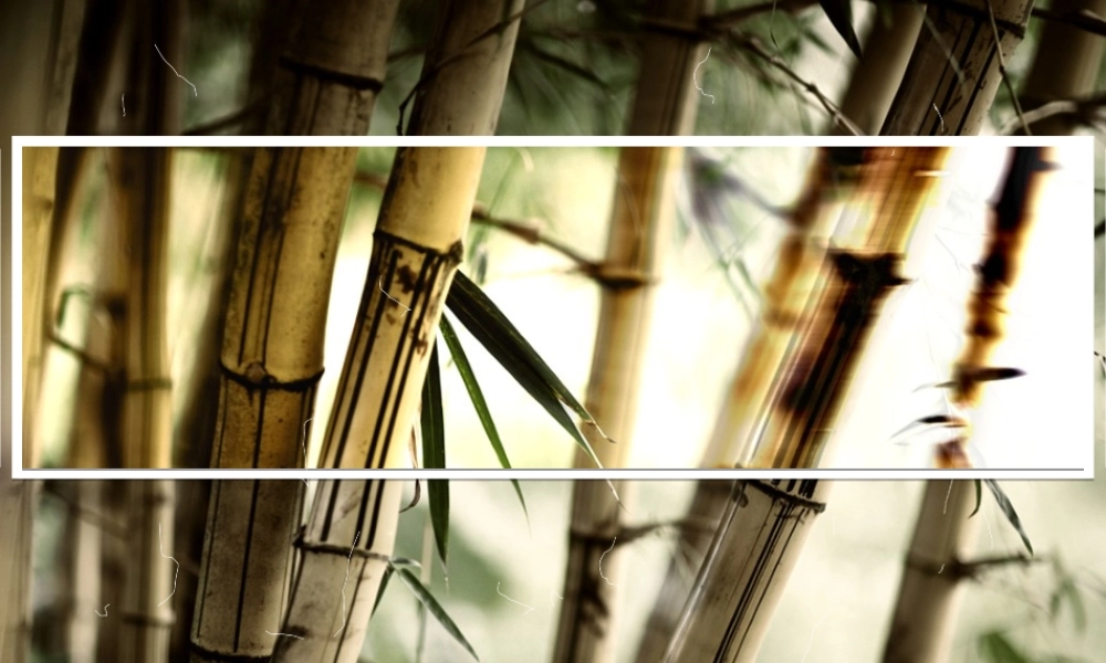 【梵帝尼】2011年5月精制模板-清雅竹趣（动画）.ppt