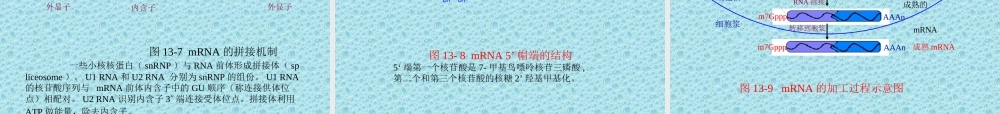 RNA生物合成.ppt
