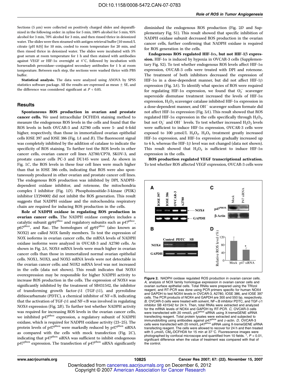 Reactive oxygen species regulate angiogenesis and tumor growth through vascular endothelial growth factor.pdf_第3页