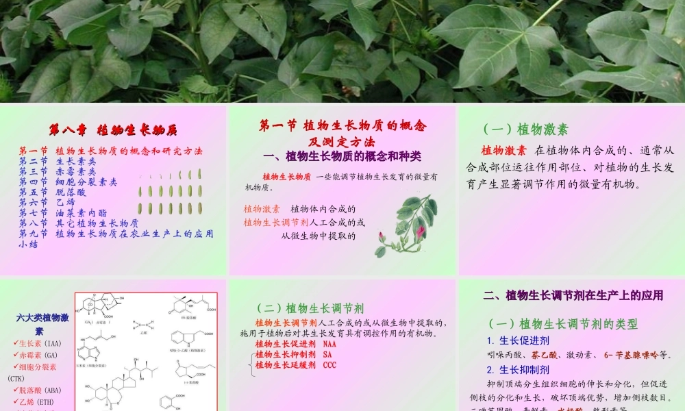 第八章 植物生长物质2009(1)s.PPT