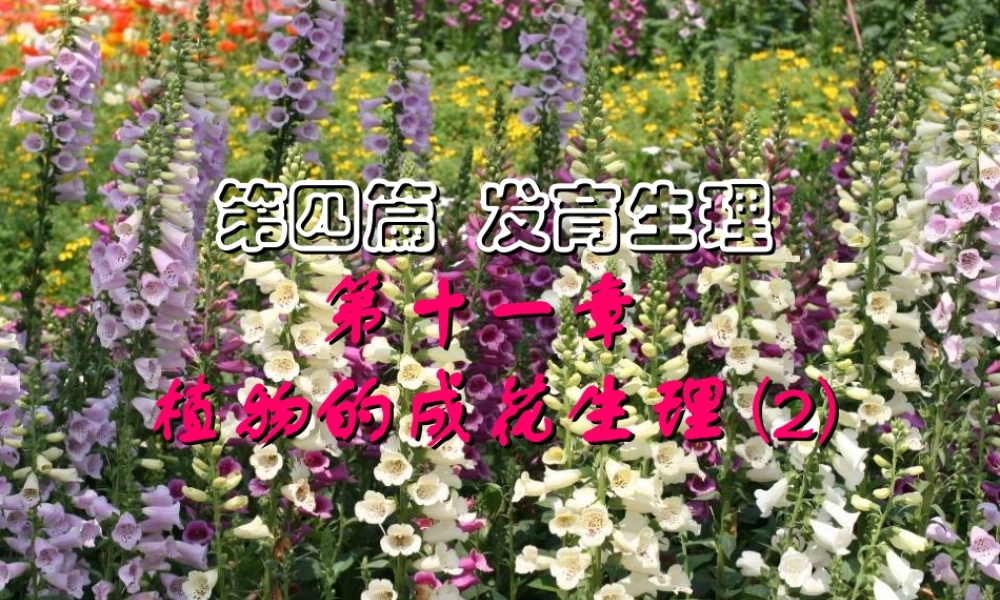 第十一章 植物的成花生理2009(2)s.PPT
