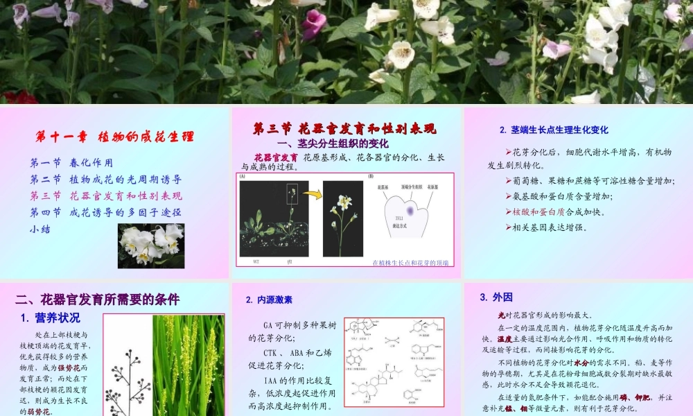 第十一章 植物的成花生理2009(2)s.PPT
