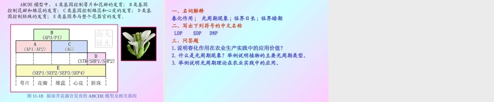 第十一章 植物的成花生理2009(2)s.PPT