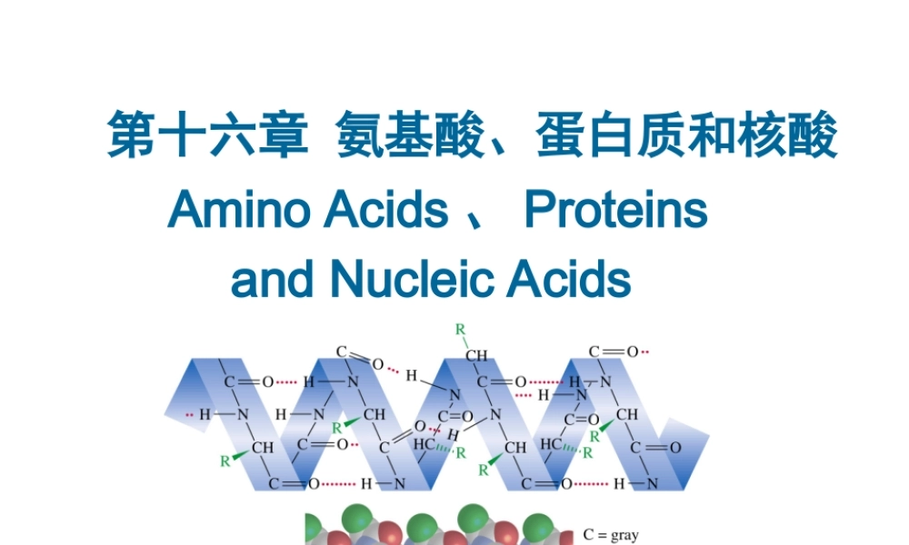 第16章 氨基酸、蛋白质和核酸.ppt