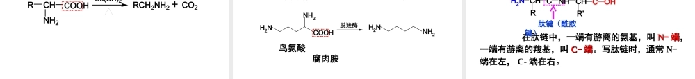 第16章 氨基酸、蛋白质和核酸.ppt