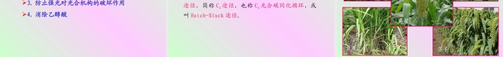 第四章 植物的光合作用2009-(2).PPT