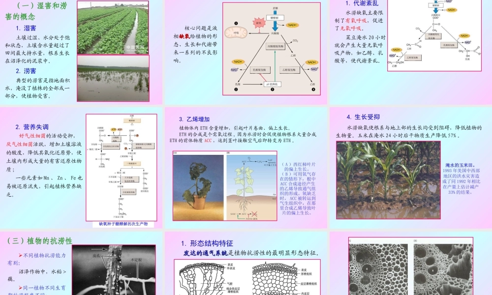 第十三章 植物的抗逆生理2009(2)s.PPT