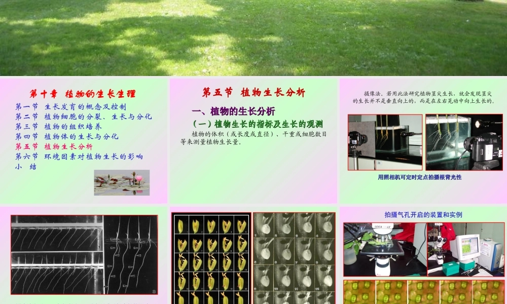 第十章 植物的生长生理2009(2)s.ppt