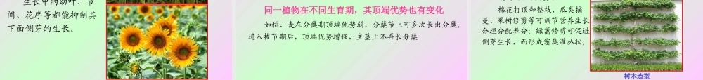 第十章 植物的生长生理2009(2)s.ppt
