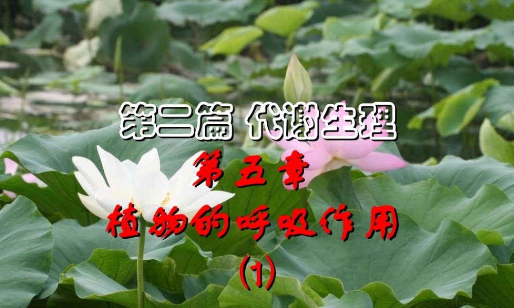 第五章 植物的呼吸作用2009(1)s.ppt