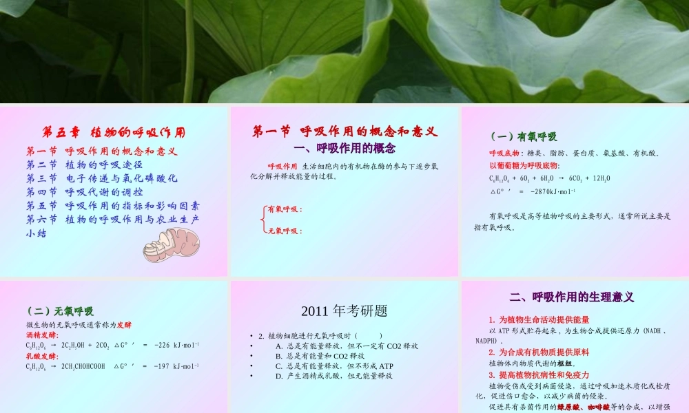 第五章 植物的呼吸作用2009(1)s.ppt
