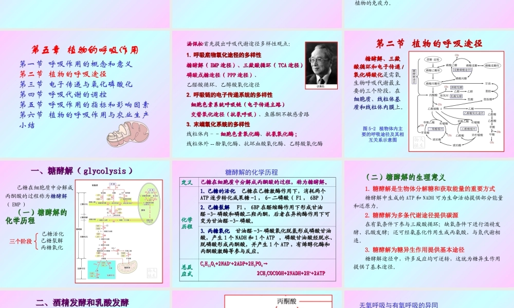 第五章 植物的呼吸作用2009(1)s.ppt