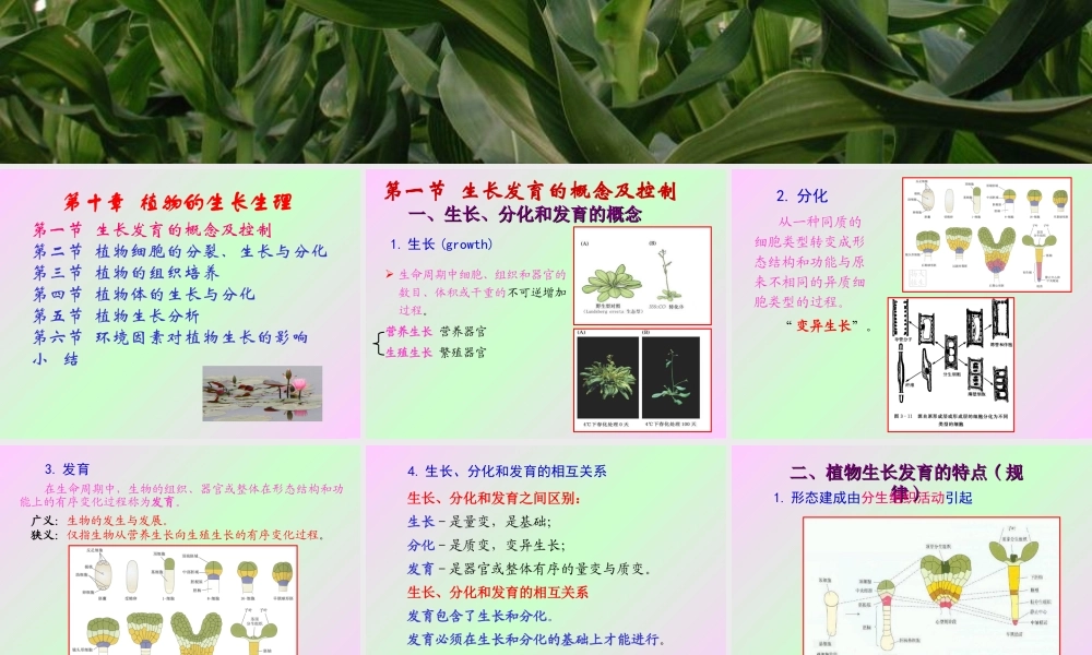 第十章 植物的生长生理2009(1)s.ppt