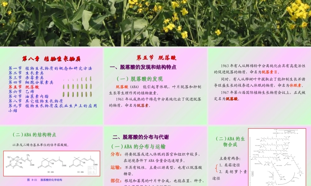 第八章 植物生长物质2009(2)s.PPT