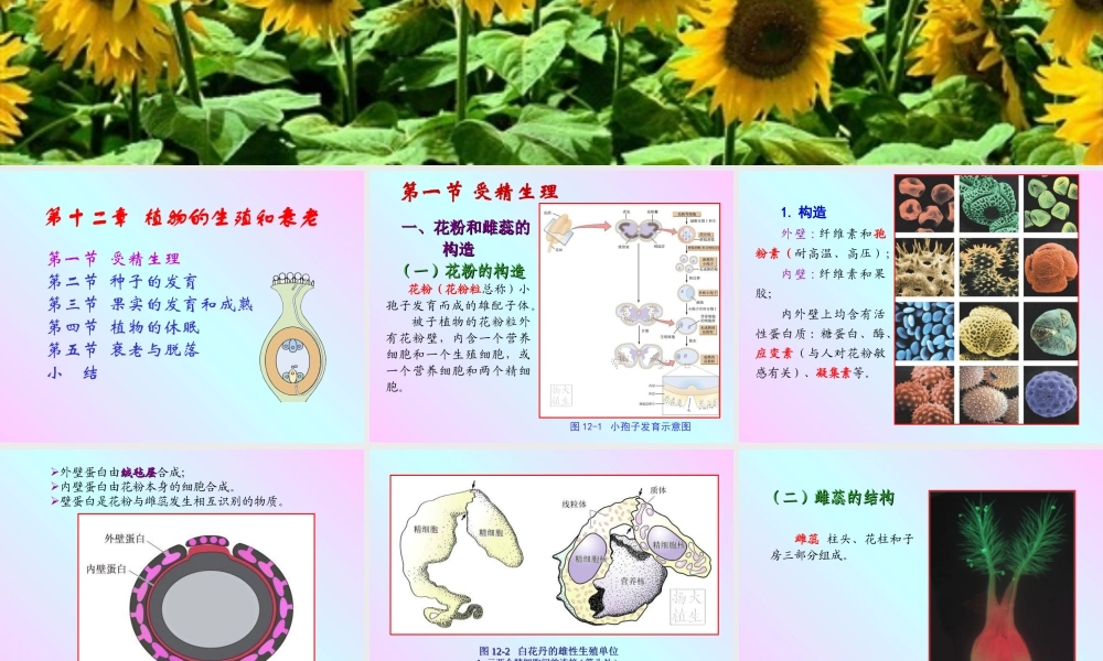 第十二章 植物的生殖和衰老2009(1)s.PPT