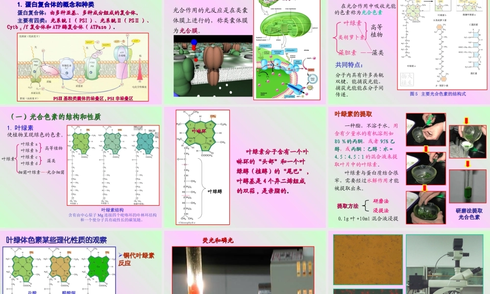 第四章 植物的光合作用2009-(1).ppt
