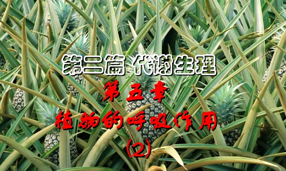 第五章 植物的呼吸作用2009(2)s.ppt