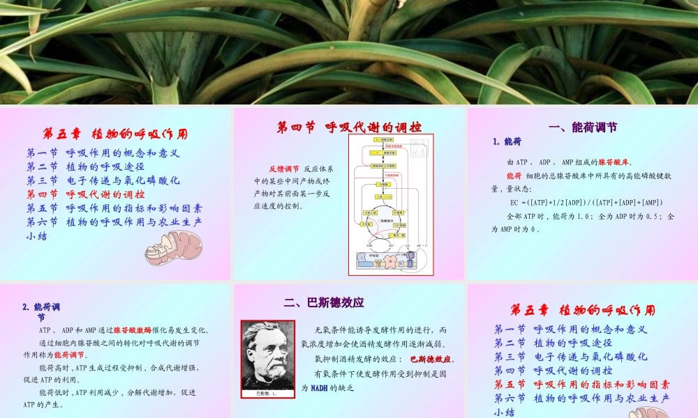 第五章 植物的呼吸作用2009(2)s.ppt