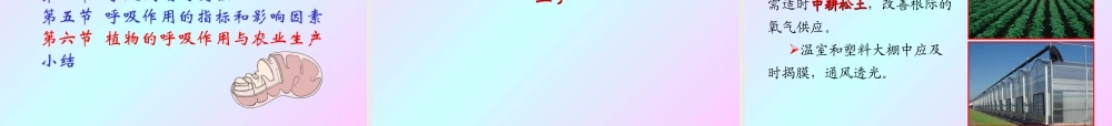 第五章 植物的呼吸作用2009(2)s.ppt