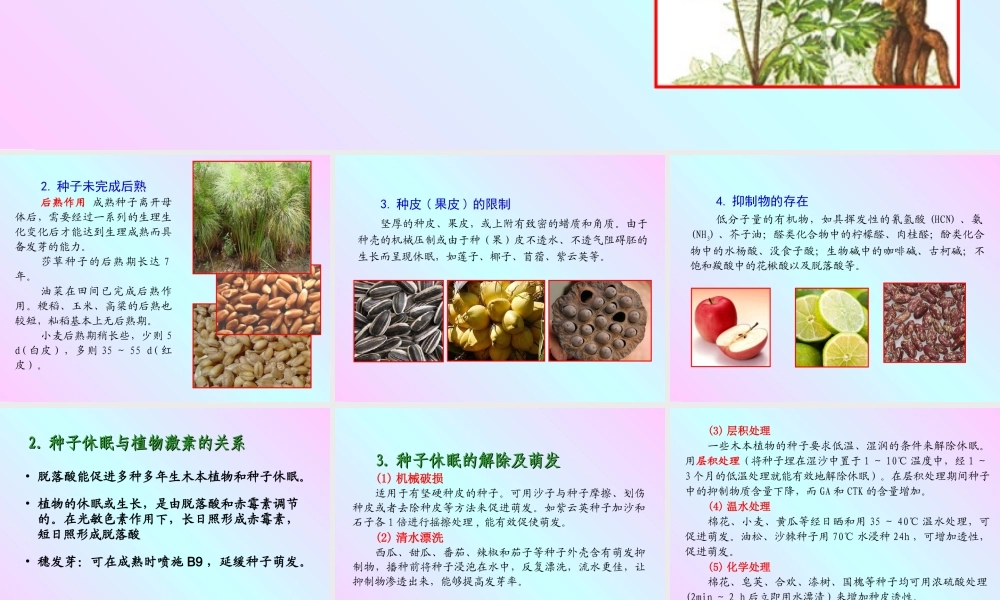 十一、植物的休眠、成熟和衰老生理.PPT