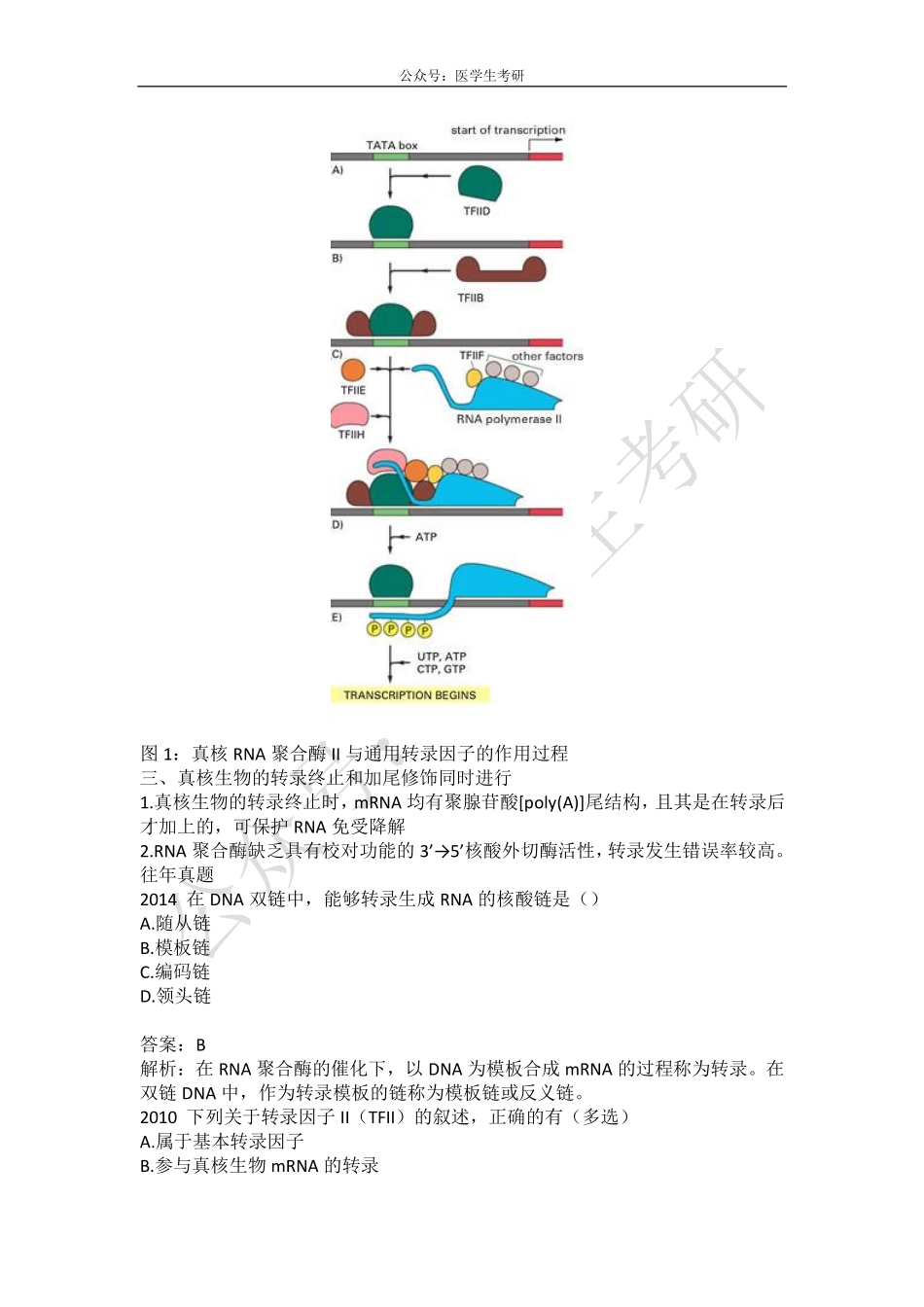 真核生物RNA的生物合成&肾小球疾病总论&尿生成调节.pdf_第2页