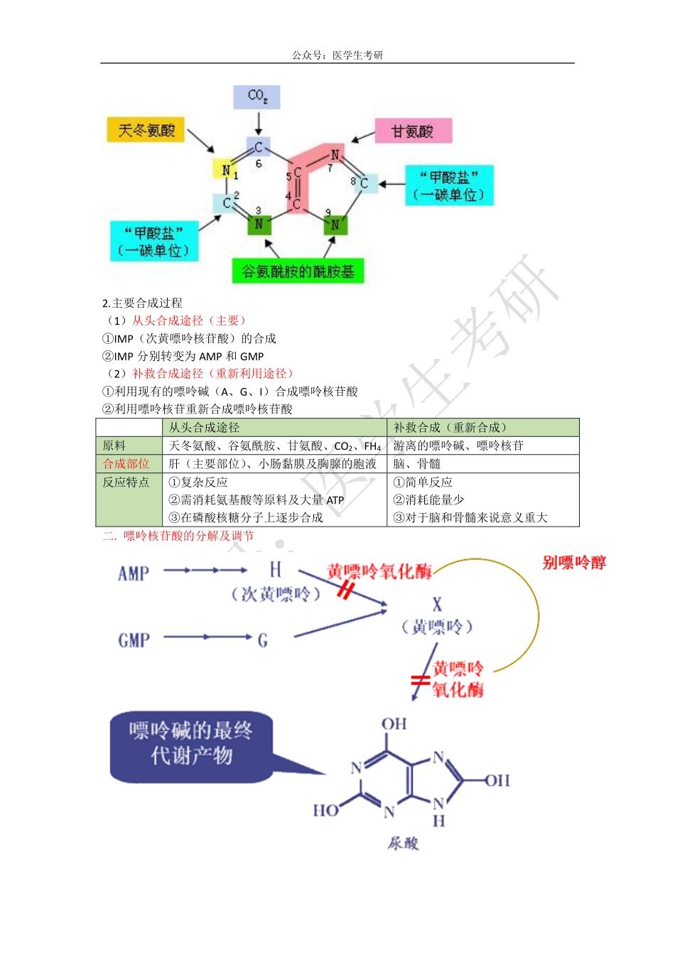 大肠的运动形式&嘌呤核苷酸.pdf_第2页