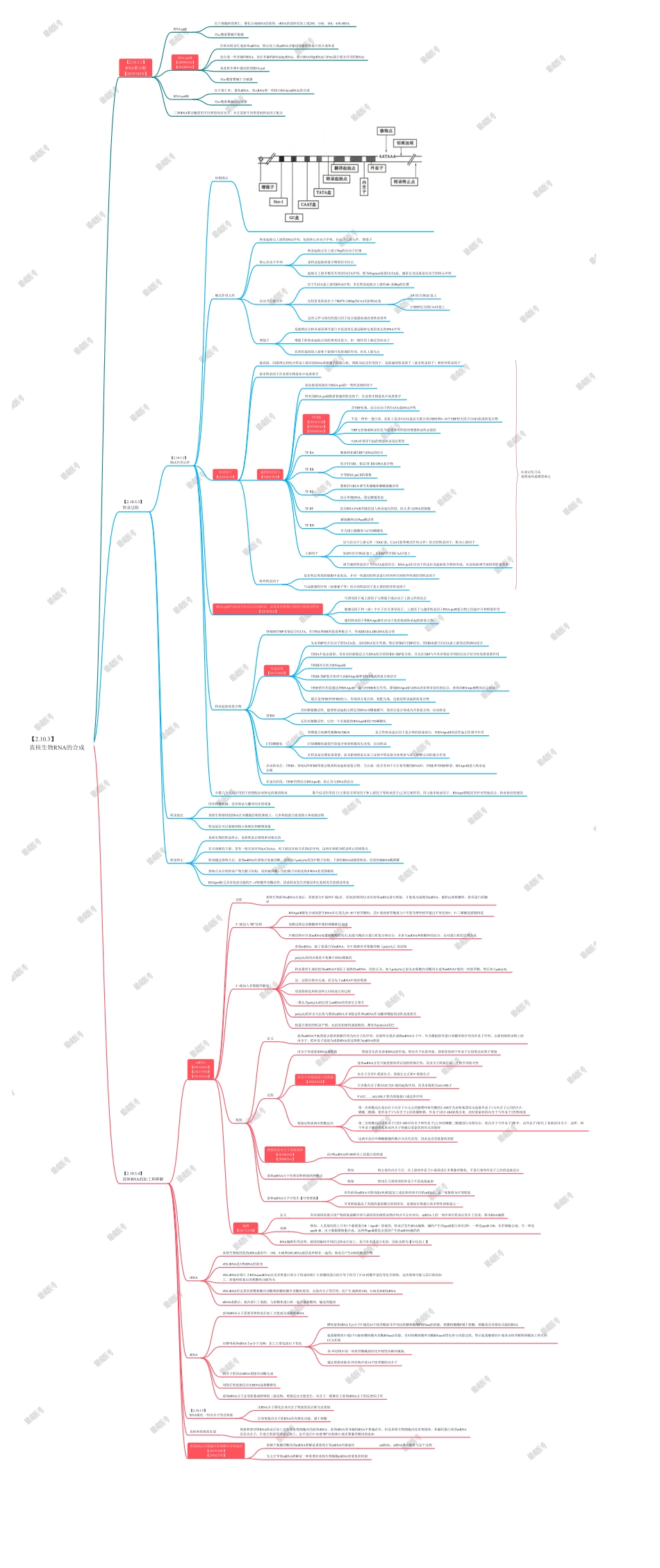 第3篇-第3章-真核生物RNA的合成.pdf_第1页