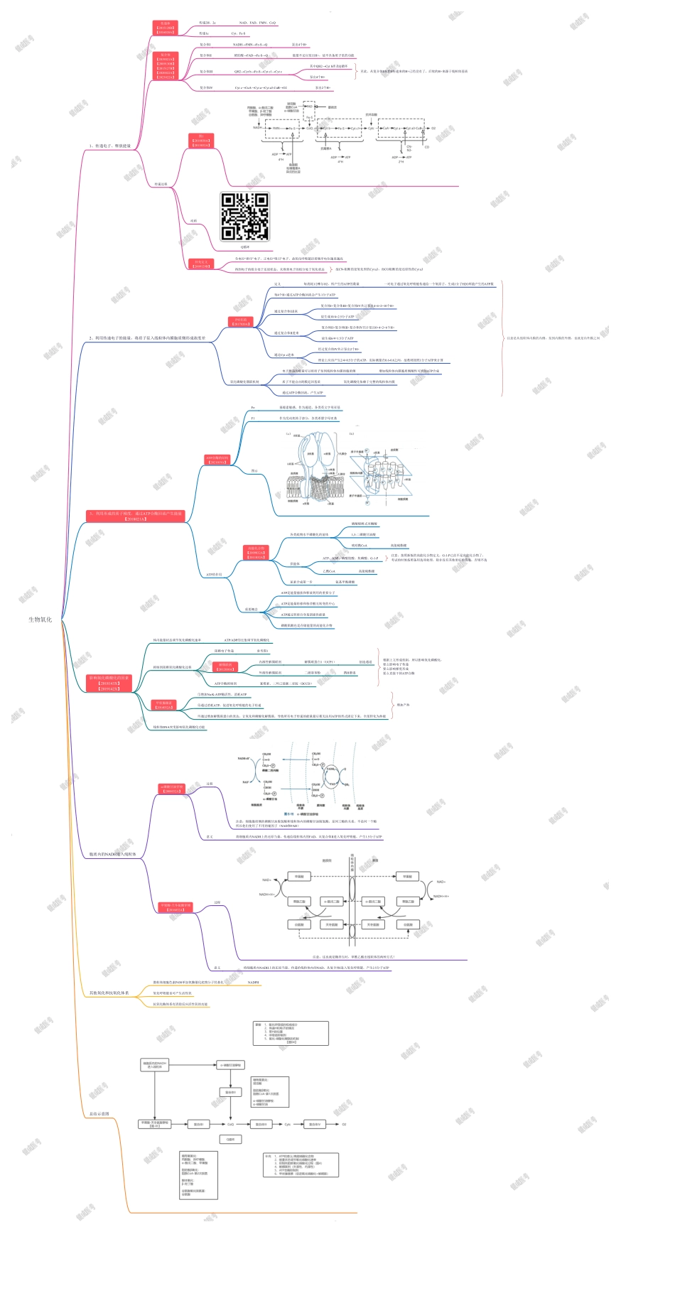 第二篇-第2章-生物氧化.pdf_第1页