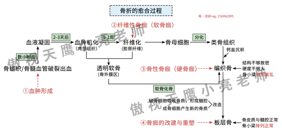 骨折的愈合.pdf_第1页