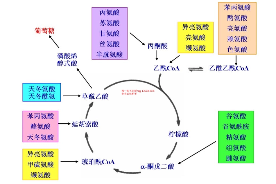 三羧酸循环3.pdf_第1页