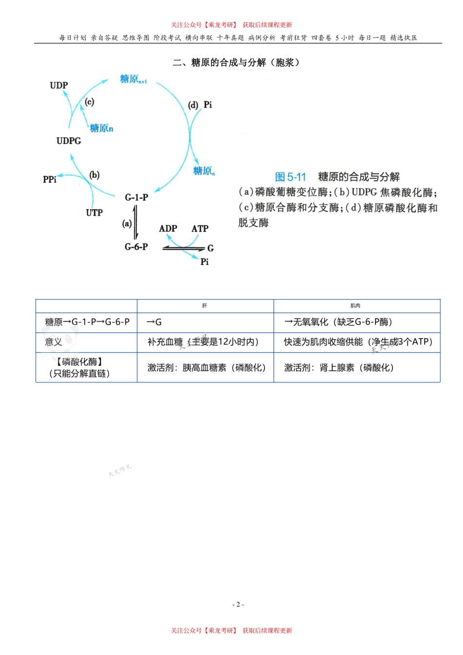 填空式讲义：生化 磷酸戊糖途径、糖原、糖异生 核心-导图-真题-串联 天天师兄24考研 冲.pdf_第2页