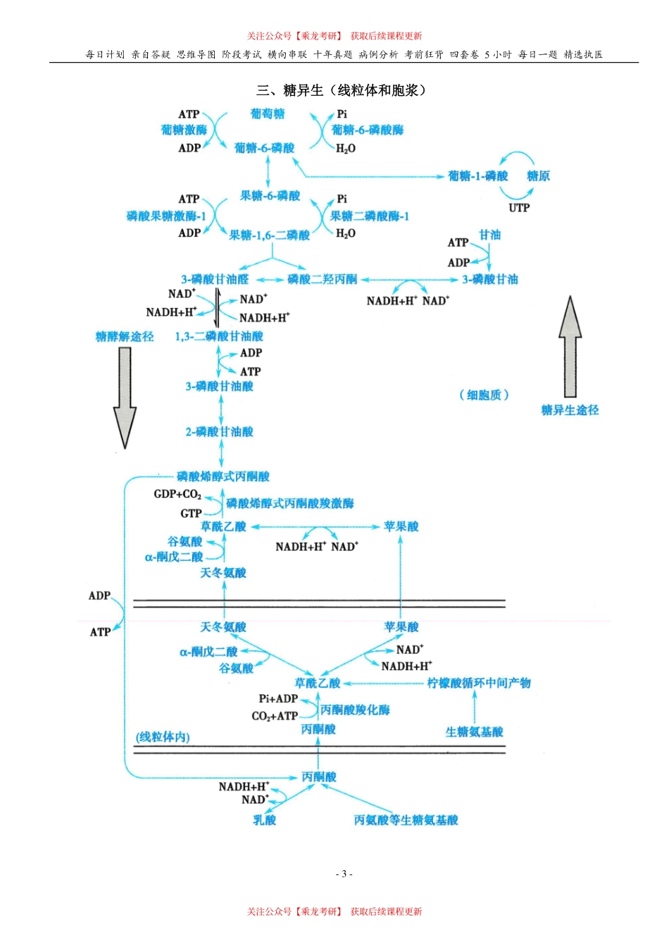 填空式讲义：生化 磷酸戊糖途径、糖原、糖异生 核心-导图-真题-串联 天天师兄24考研 冲.pdf_第3页
