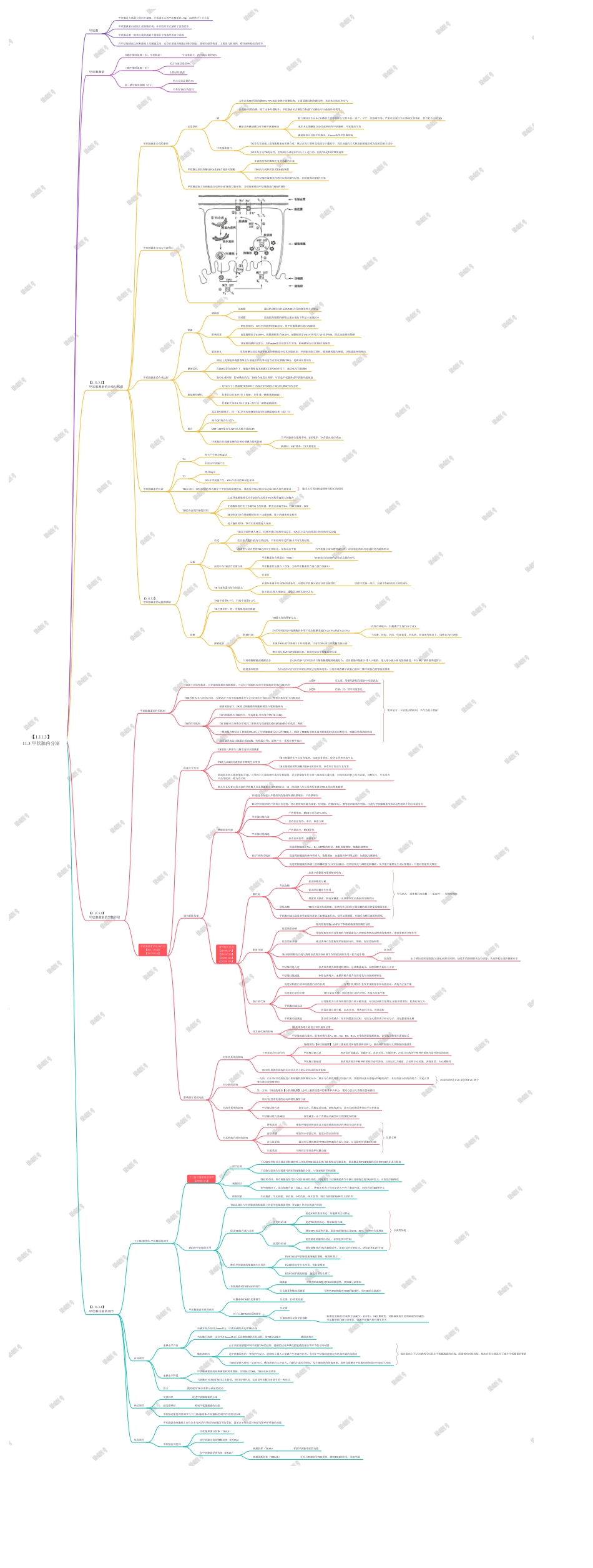 11.3 甲状腺内分泌(1).pdf_第1页