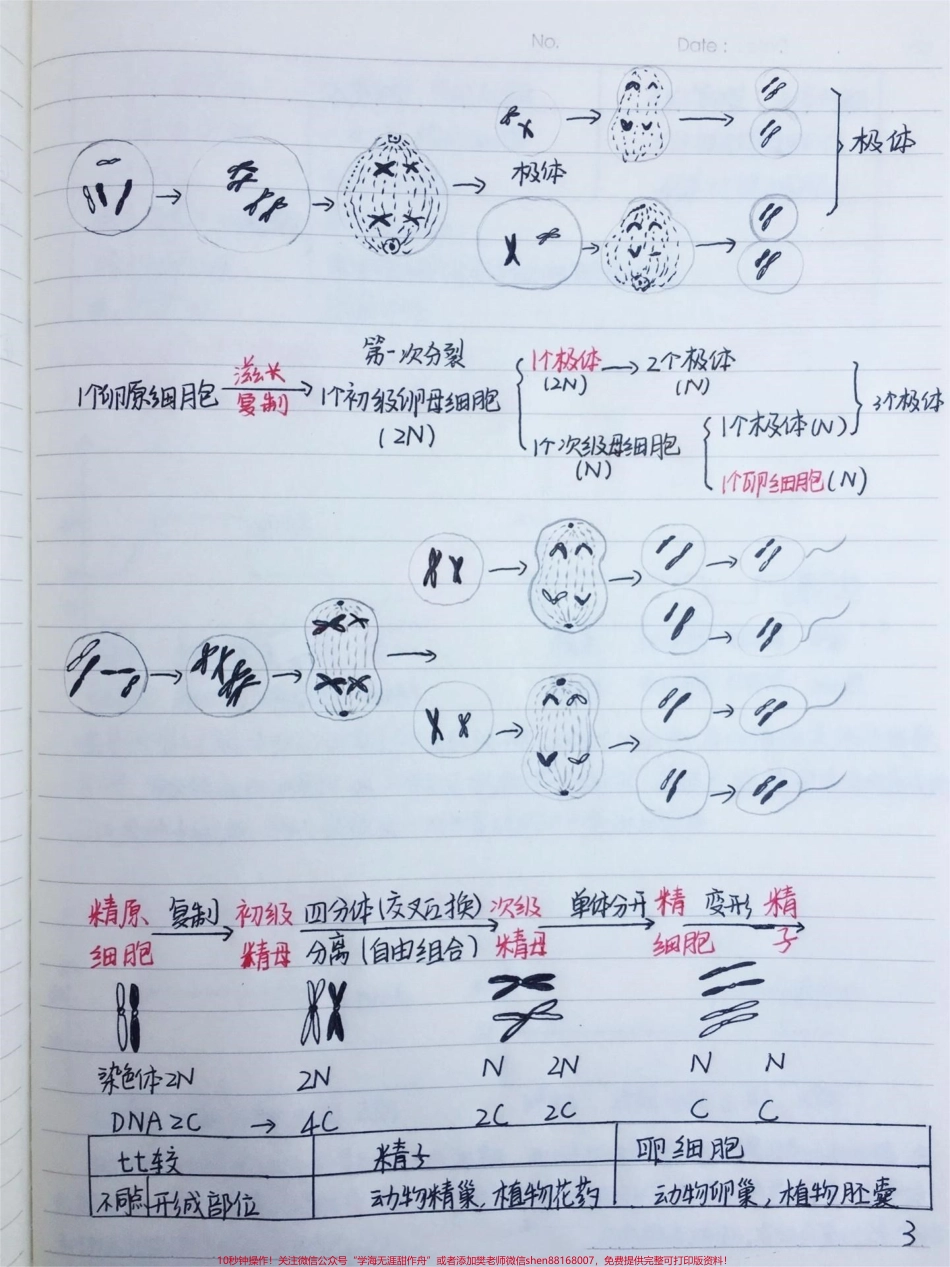 高中生物必修二有丝分裂-减数分裂详细复习笔记 期中考试就可以用上#高中生物 #每天学习一点点 #手写笔记 #图文伙伴计划 #抖音图文来了.pdf_第3页