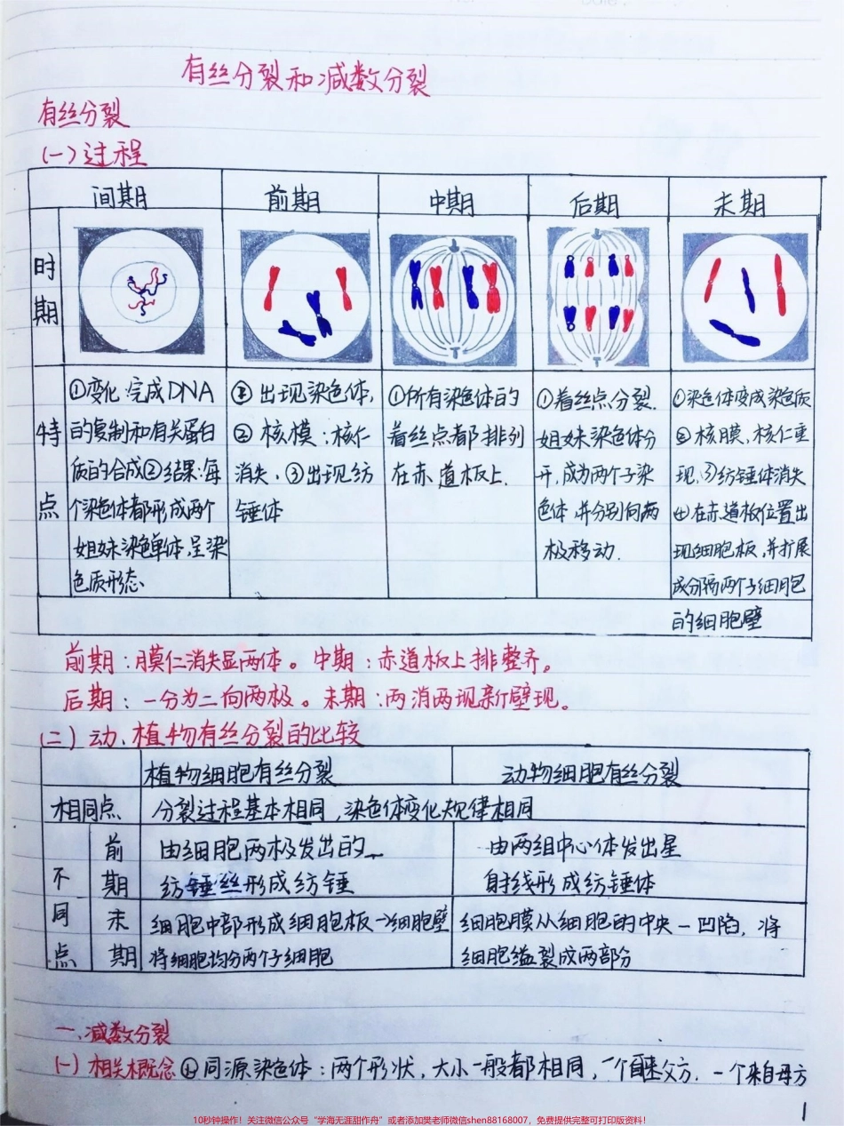 高中生物必修二有丝分裂-减数分裂详细复习笔记 期中考试就可以用上#高中生物 #每天学习一点点 #手写笔记 #图文伙伴计划 #抖音图文来了.pdf_第1页